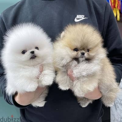 Sweet and lovely Pome_ranian Puppies