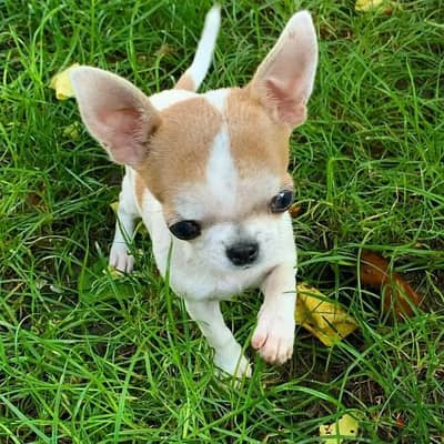 Chihuahua puppies available for adoption