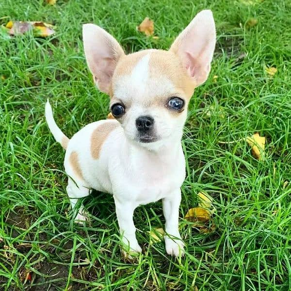 Chihuahua puppies available for adoption 1