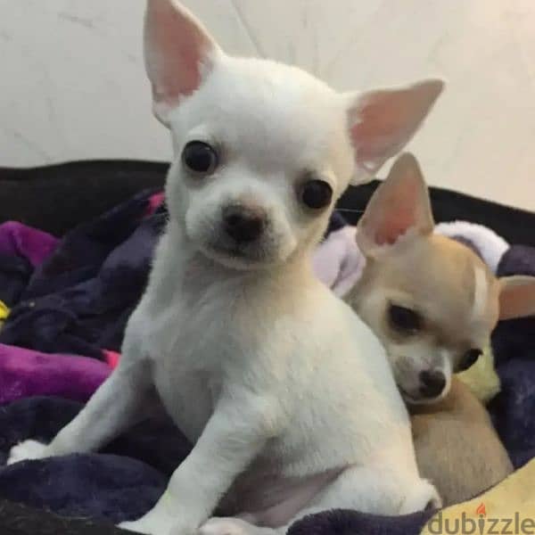 Chihuahua puppies available for adoption WhatsApp+237677346061 0