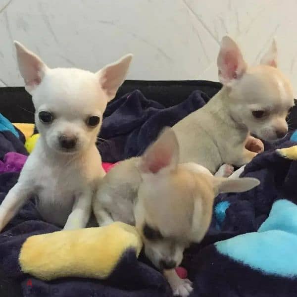 Chihuahua puppies available for adoption WhatsApp+237677346061 2