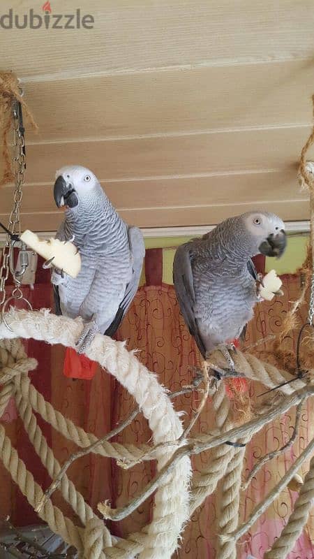 African gray parrots for adoption WhatsApp+237677346061 0