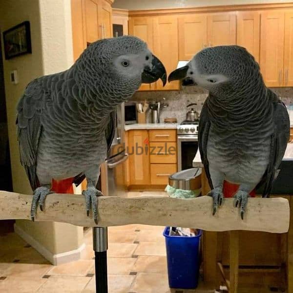 African gray parrots for adoption WhatsApp+237677346061 1