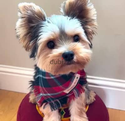 Yorkshire Terrier Puppy