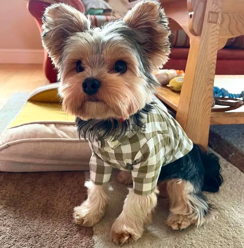 Yorkshire Terrier Puppy 1