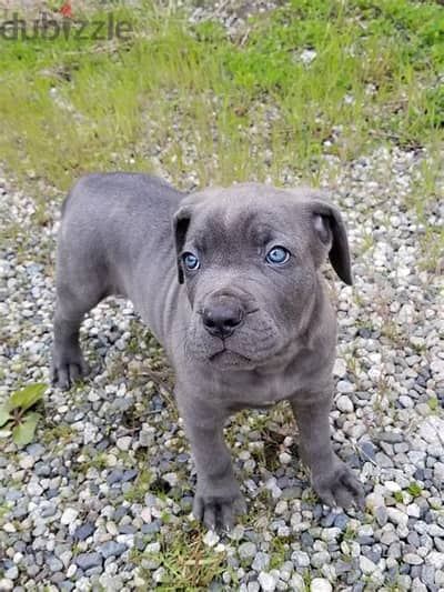 Whatsapp Me +972555077288 // Cane Corso Puppies