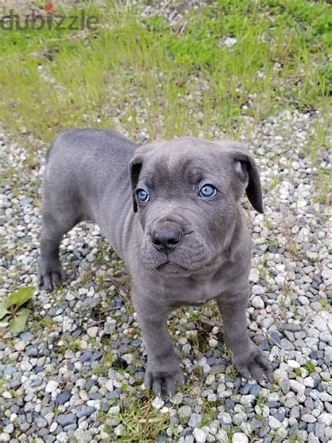 Whatsapp Me +972555077288 // Cane Corso Puppies 0