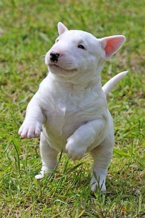 Bull Terrier Puppies Whatsapp me +972553390216 0