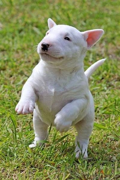 Bull Terrier Puppies Whatsapp me +972553390216