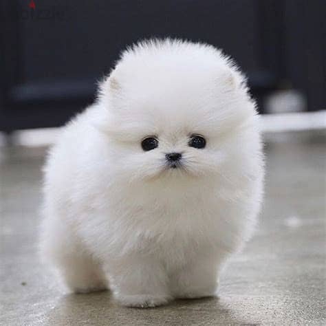 Pomeranian Puppies Whatsapp me +972553390216 0