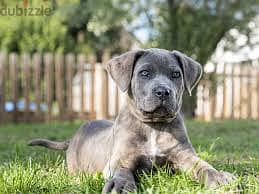 Whatsapp me +96878738119 Cane Corso for sale 0