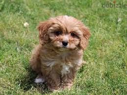 Whatsapp me +96878738119 Cavachon for sale