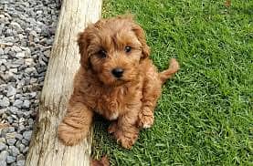 Whatsapp me +96878738119 Cavapoo for sale 0