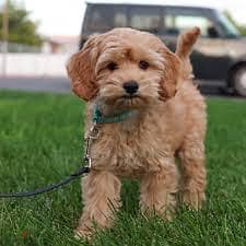 Whatsapp me +96878738119 Cockapoo for sale 0