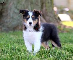 Whatsapp me +96878738119 Collie for sale 0