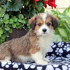 Whatsapp me +96878738119 Corgipoo for sale 0