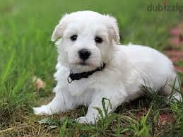 Whatsapp me +96878738119 Coton de Tulear for sale 0