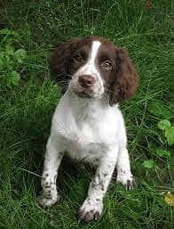 Whtasapp me +96878738119 English springer spaniel for sale 0