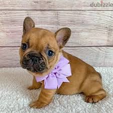 Whatsapp me +96878738119 French Bulldog for sale 0