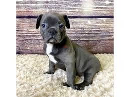 Whatsapp me +96878738119 Frenchton for sale 0