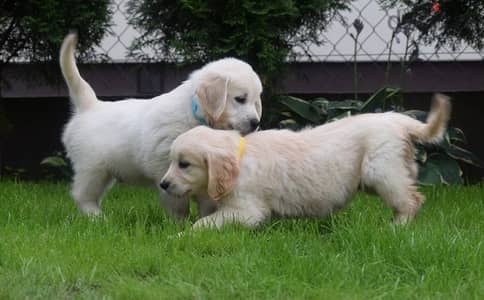 Golden Retriever puppies