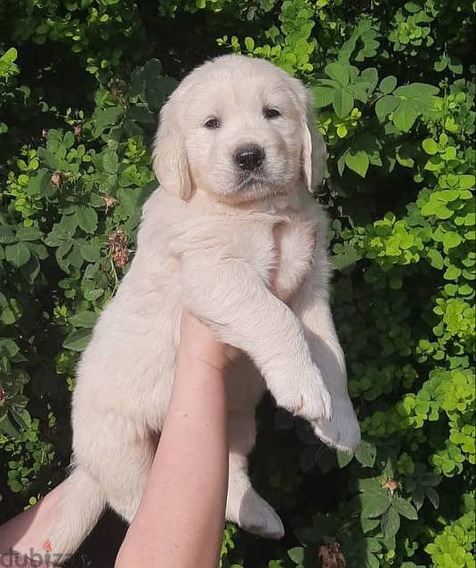 Golden Retriever puppies 3