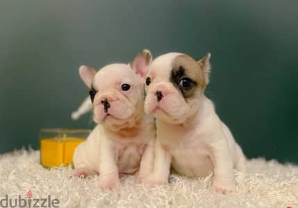 French Bulldog Puppies