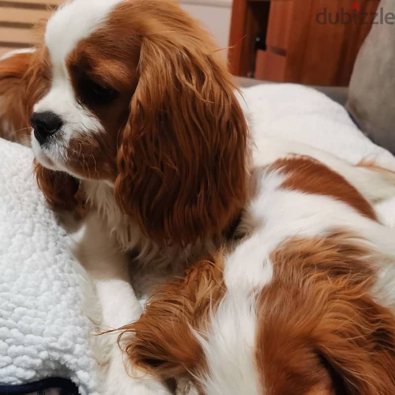 Sweet and lovely Cavalier King Charles Spaniel puppies 0