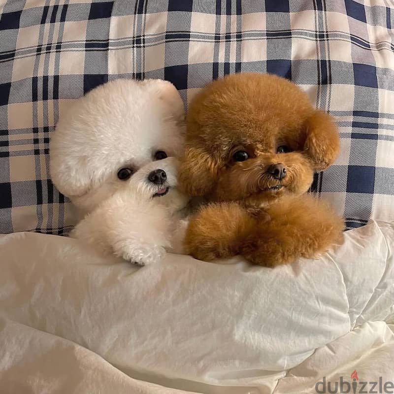 japanese poodle puppies 1