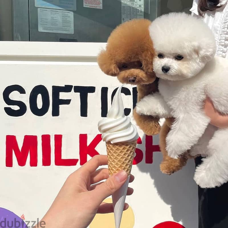 japanese poodle puppies 5