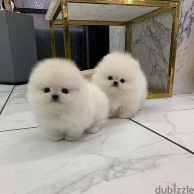 Pome_ranian Puppies