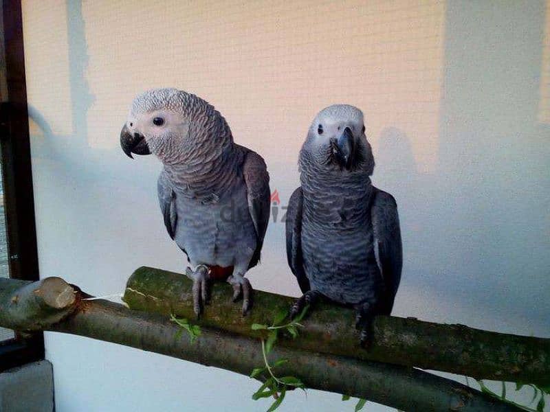 African gray parrot for adoption WhatsApp+237677346061 0