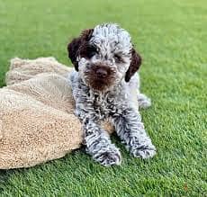 Whatsapp me +96878738119 Lagotto Romagnolo for sale