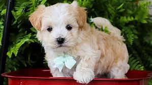 Whatsapp me +96878738119 Maltipoo for sale 0