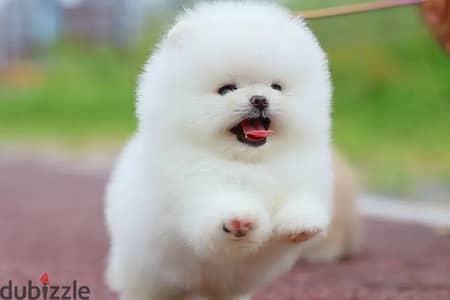 Pomeranian Puppies// Whatsapp +97455792932