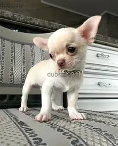 Chihuahua puppies// Whatsapp +97455792932