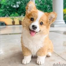 Whatsapp me +96878738119 Pembroke Welsh Corgi for sale 0