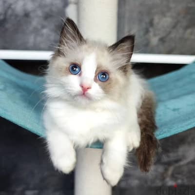 Ragdoll