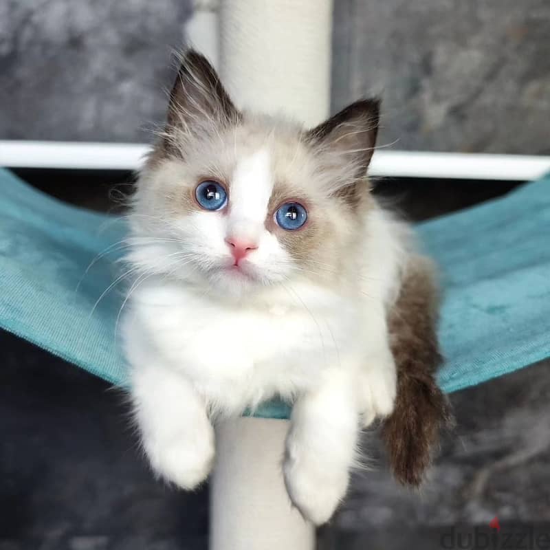 Ragdoll kitten Whatapp +1 (413) 253‑6255 0