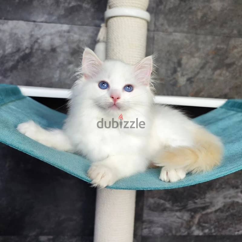 Ragdoll kitten Whatapp +1 (413) 253‑6255 1