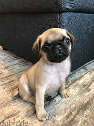 Whatsapp me +96878738119 Pug for sale 0