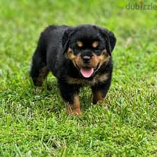 Whatsapp me +96878738119 Rottweiler for sale 0