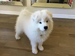 Whatsapp me +96878738119 Samoyed Dog for sale 0