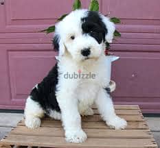 Whatsapp me +96878738119 Sheepadoodle for sale 0