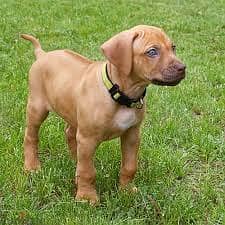 Whatsapp me +96878738119 Rhodesian Ridgeback for sale 0