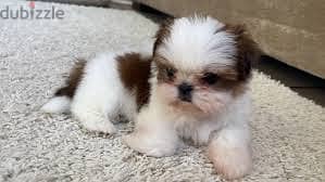 Whatsapp me +96878738119 Shih Tzu for sale