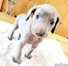 Whatsapp me +96878738119 Weimaraner for sale 0