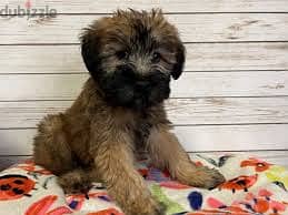 Whatsapp me +96878738119 Wheaten terrier for sale