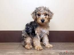 Whatsapp me +96878738119 Yorkiepoo for sale 0