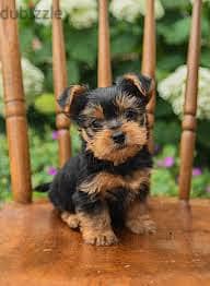 Whatsapp me +96878738119 Yorkshire Terrier for sale 0